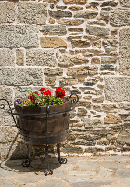 Red muscat in big flower pot over rustic wall