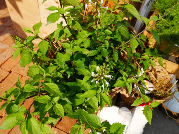 istock Natural Herb Basil Plant in the Garden 926444348