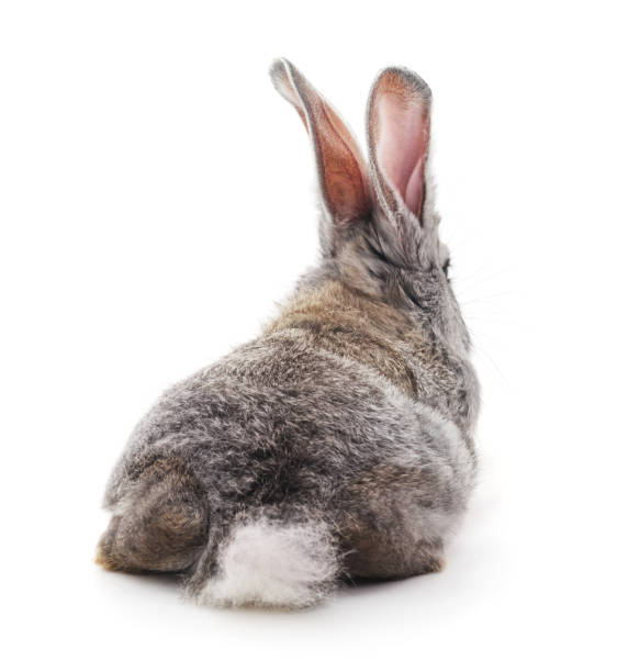 istock The back of a gray rabbit. 926444356