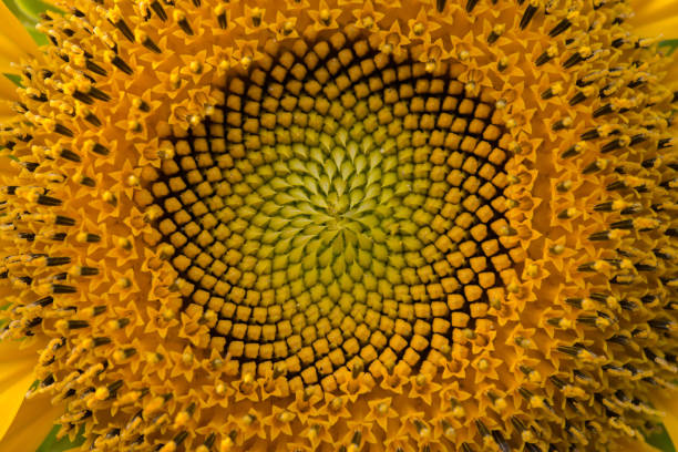 istock Close up middle of sunflower.