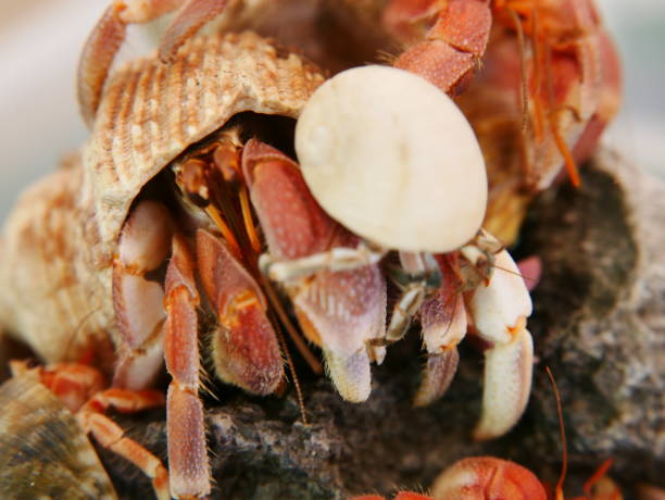 hermit crab - hermit crab pets animal leg shell imagens e fotografias de stock