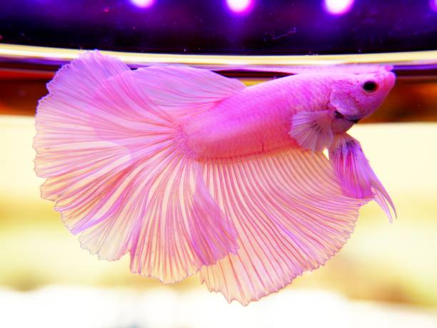 розовый хвост сиамской боевой рыбы - siamese fighting fish fish tank tropical climate fish стоковые фото и изображения