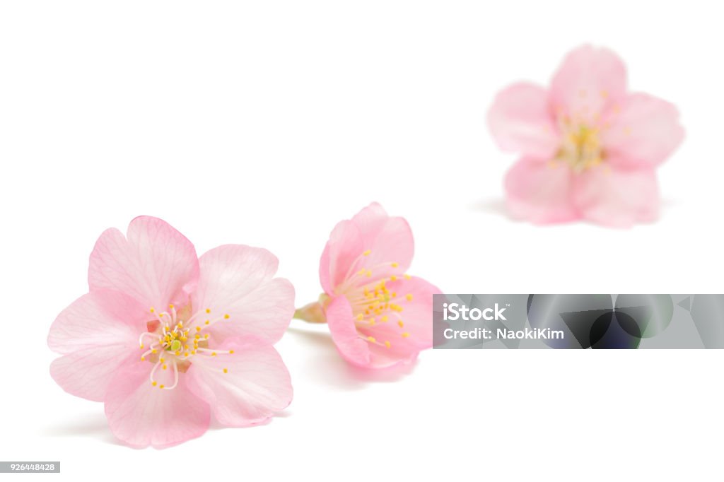 Fiore di ciliegio giapponese isolato su sfondo bianco - Foto stock royalty-free di Fiore di ciliegio