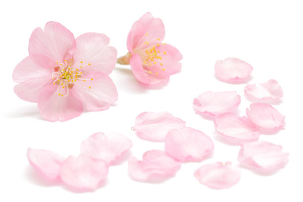 istock Japanese cherry blossom and petals isolated on white background 926448432