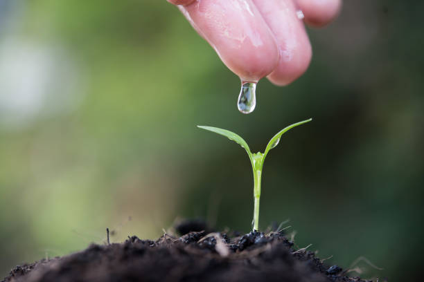 istock Seedlings are grown with women's hands were watering. 926451344