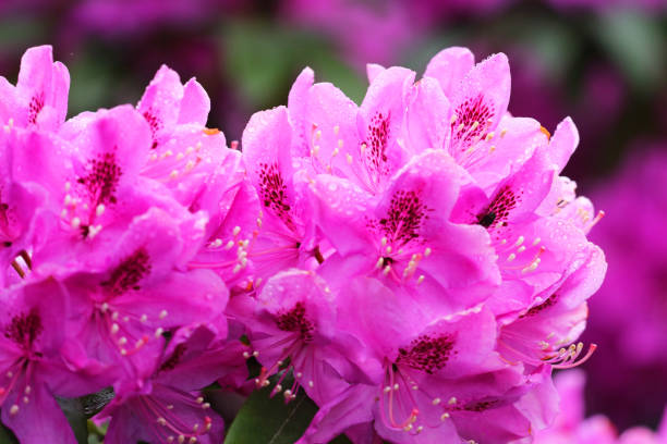 Pink Rhododendron (Azalea) Blossom Close-up