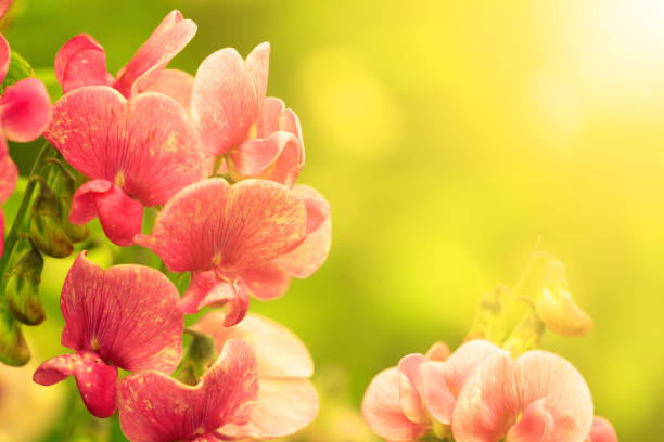 Pink Sweetpea (Lathyrus odoratus) Blossom - Blurred Nature Background.