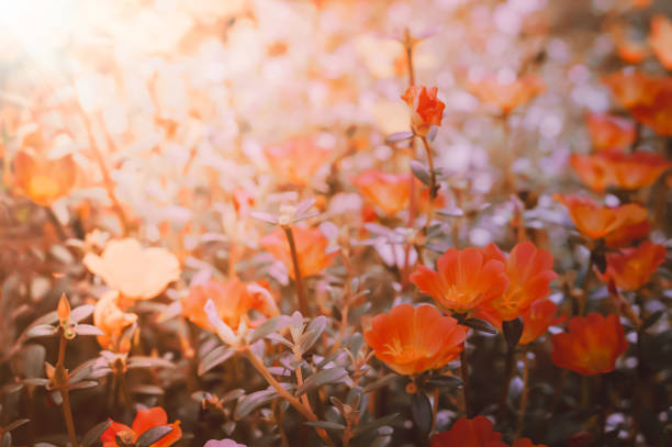 istock orange flower blooming at morning sunrise spring ,summer nature background 926457468