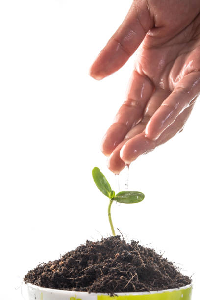 istock Seedlings are grown with women's hands were watering. 926457850