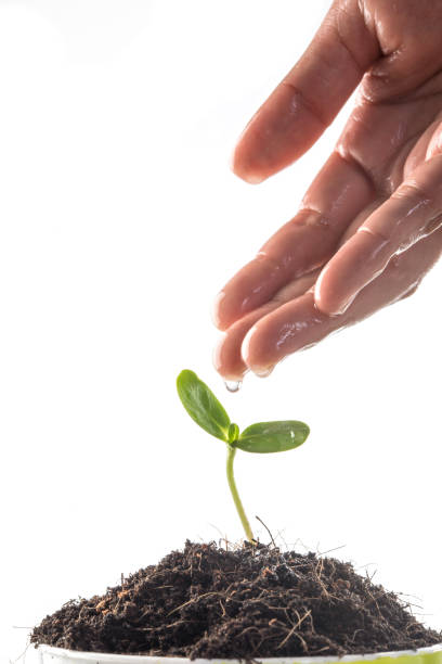 istock Seedlings are grown with women's hands were watering. 926457852