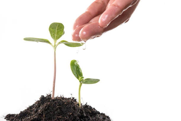 istock Seedlings are grown with women's hands were watering. 926457860
