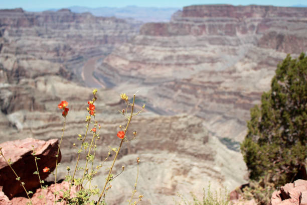 istock Orange Blossoms at Grand Canyon 926461144