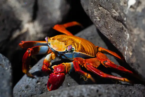 Sally Lightfood Crab hiding between rocks