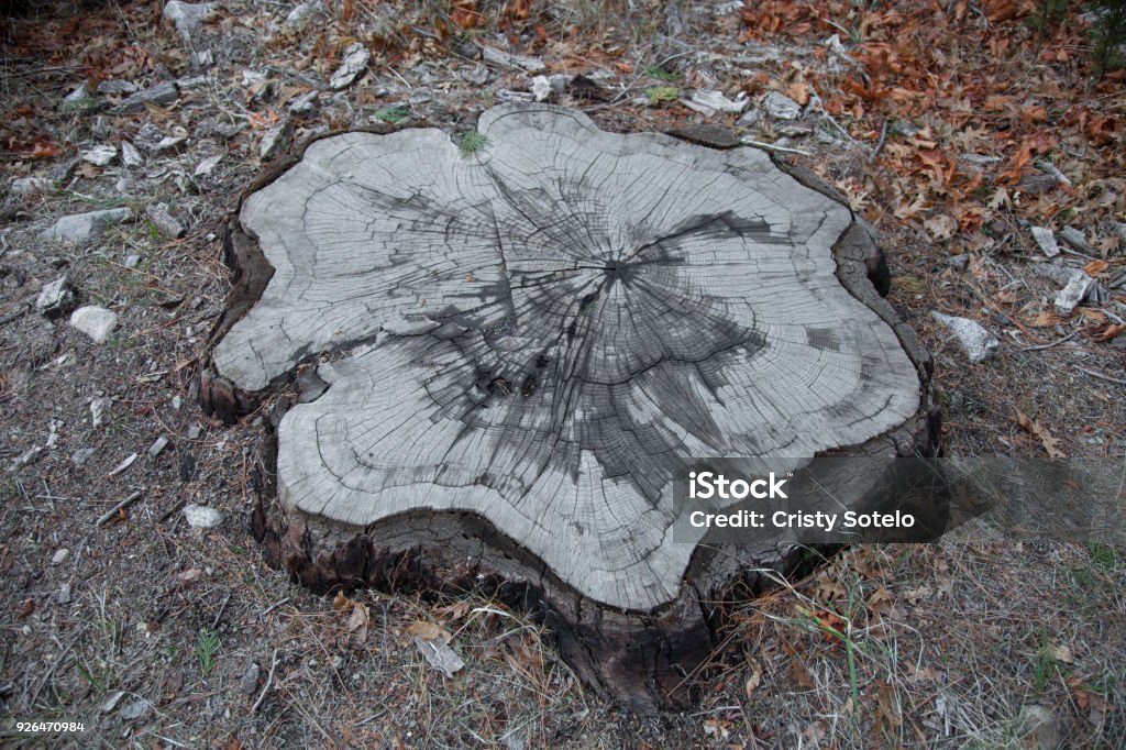 Destroyed Tree Rings Tree Ring Exposed From A Cut Forest Tree Stock Photo - Download Image ...