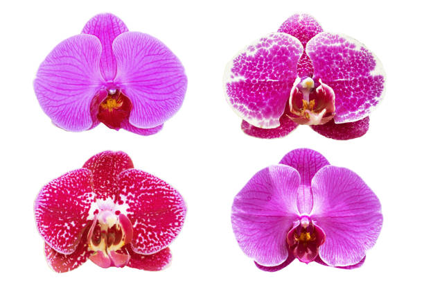 istock collection purple orchids flower isolated on white background. 926472686