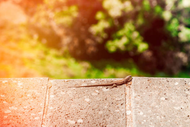Lizard sitting on brown stone enjoying morning sun. Wildlife in rainforest, serious looking animal