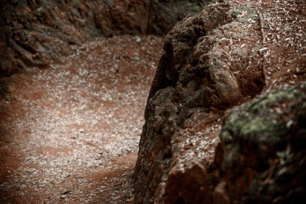 istock Day in the forest. Lost in the forest. Going through the forest. 926472862
