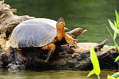Black River Turtle (Rhinoclemmys funerea) warming under sun, Tortuguero Chanel, Costa Rica