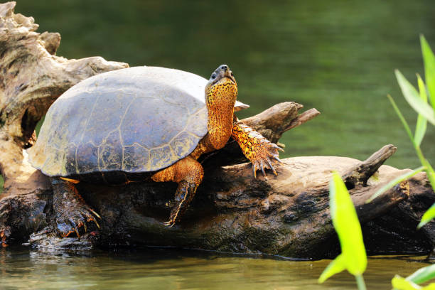 Black River Turtle (Rhinoclemmys funerea) warming under sun, Tortuguero Chanel, Costa Rica Black River Turtle (Rhinoclemmys funerea) warming under sun, Tortuguero Chanel, Costa Rica. limon province photos stock pictures, royalty-free photos & images