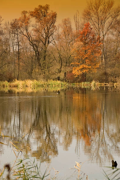 Marsh: reflected trees - Brabbia Swamp: reflexes stock photo
