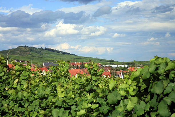 istock Vineyard in Alsace - France 92647729
