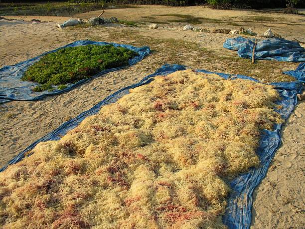 seaweeds landwirtschaft in indonesien - seaweed nusa lembongan seaweed farming water stock-fotos und bilder