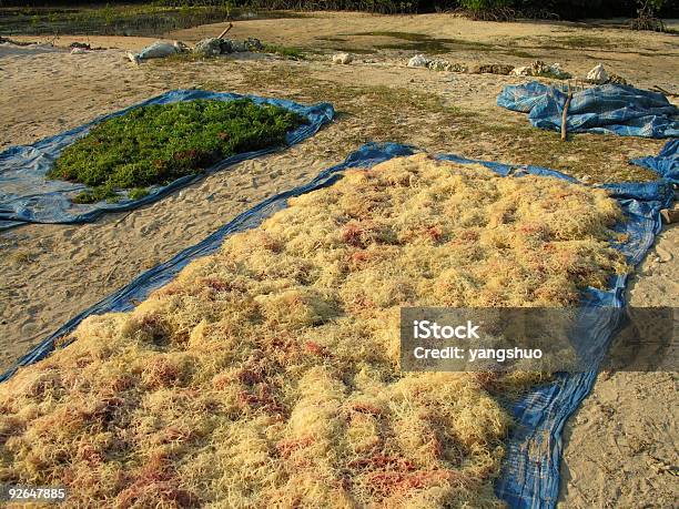 Algas Marinhas Agricultura Na Indonésia - Fotografias de stock e mais imagens de Agricultura - Agricultura, Alga vermelha, Acessibilidade