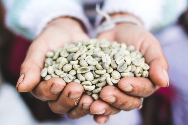 istock Arabica green bean coffee unroasted in old hand 926479946