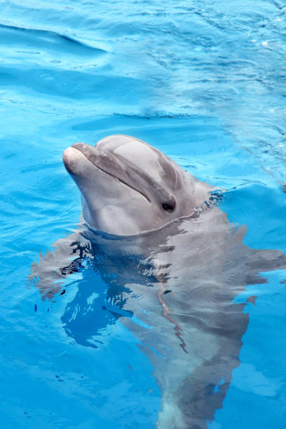 дельфин, высматривая воду и плавающий в красивом синем море, пуэрто-вальярта, мексика. - dolphin porpoise mammal sea стоковые фото и изображения