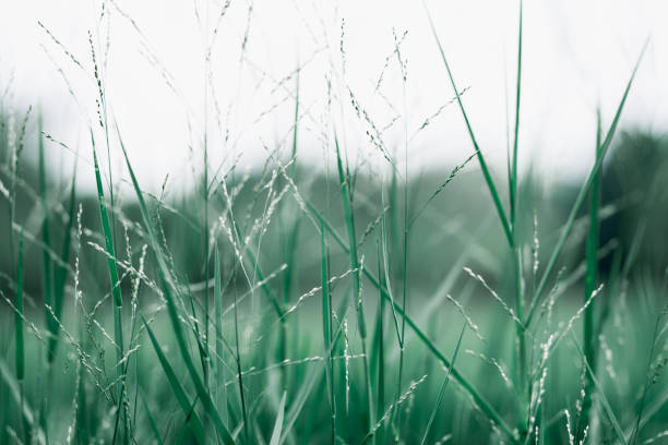 istock Abstract nature view of grass flower 926487710