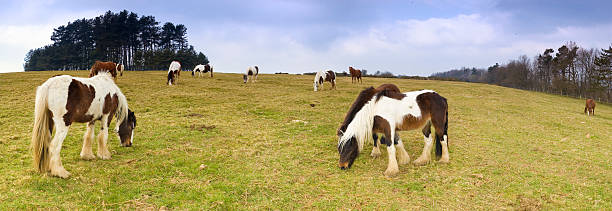 無料ローミングポニー触れる - horse panoramic scenics prairie ストックフォトと画像