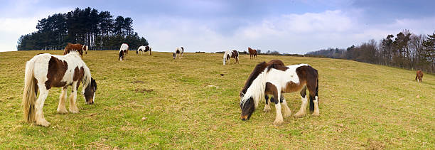 무료-로밍시각 ponies 방목하다 - horse panoramic scenics prairie 뉴스 사진 이미지