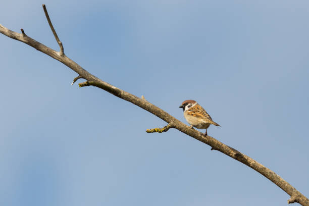 istock eurasian tree sparrow (passer montanus) standing on branch, blue sky 926490112