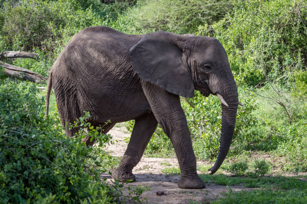 istock African elephant crosses clearing from behind bush 926490430