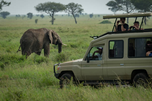 아프리카 코끼리 grazes 지프 뒤에 사바나 스톡 사진