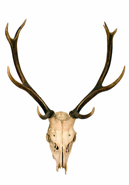 istock Deer's horns and skeleton of head 92649230