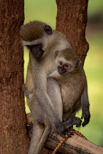 istock Baby vervet monkey and mother on pole 926493882