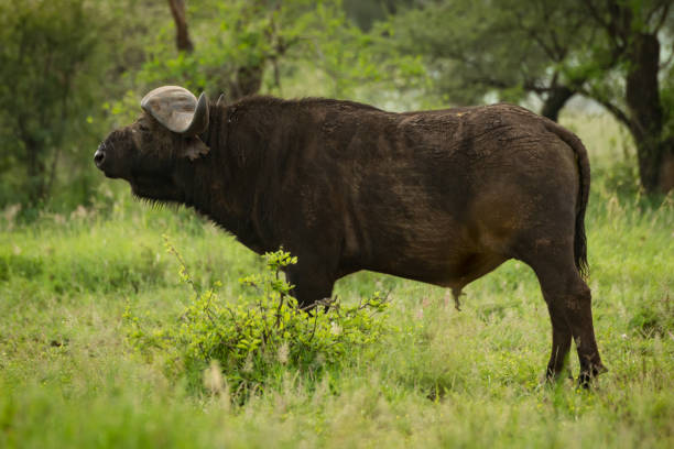 istock Cape buffalo in profile in grassy clearing 926494476