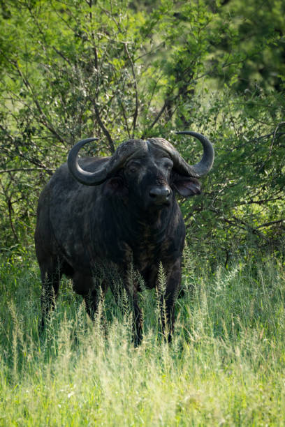 istock Cape buffalo faces camera from beside bushes 926494620
