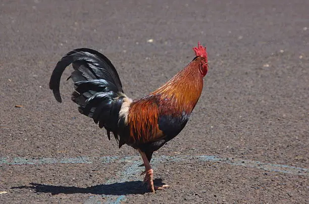 Photo of Colorful wild rooster