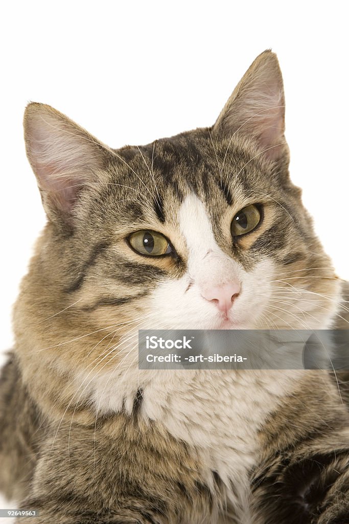 Der sibirische Katze - Lizenzfrei Das Leben zu Hause Stock-Foto