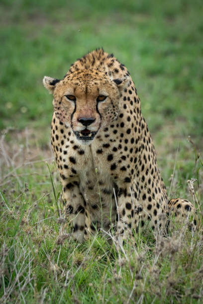 istock Cheetah sitting and leaning forwards on grassland 926497256