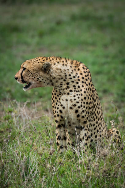 istock Cheetah sitting and leaning sideways on grassland 926497284