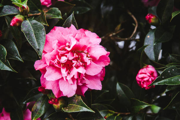 istock Pink flowers Rhododendron,Vintage tone. 926497452