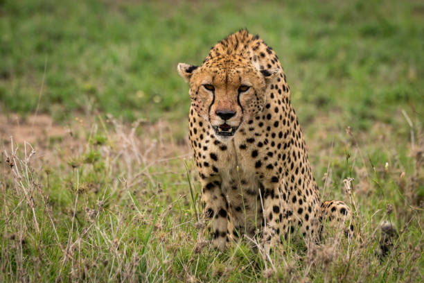 istock Cheetah sitting in tall grass looking down 926497548