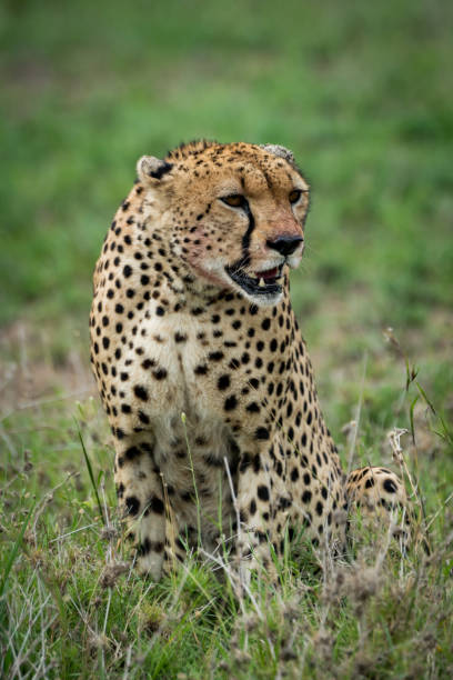 istock Cheetah sitting with turned head on grassland 926497590