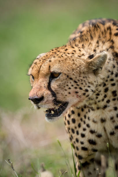 istock Cheetah standing in grass with mouth open 926497630