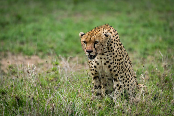 istock Cheetah with lowered head staring over grassland 926497664