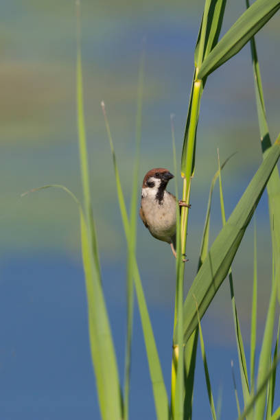 istock eurasian tree sparrow (passer montanus) on reed stalk 926498008