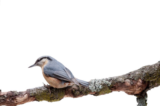 istock European nuthatch Sitta europaea on white background 926498666